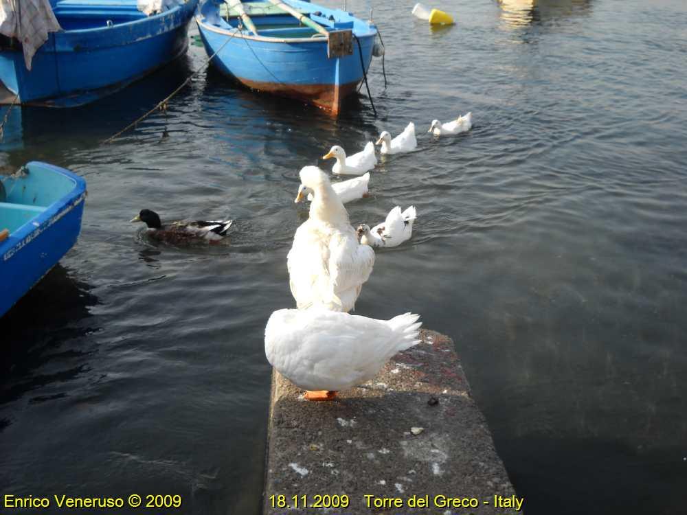 5 - Oche marinaie - Sea ducks